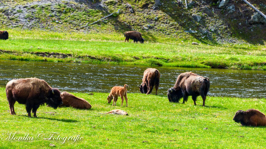 Bisonherde mit kleinen Kälbern