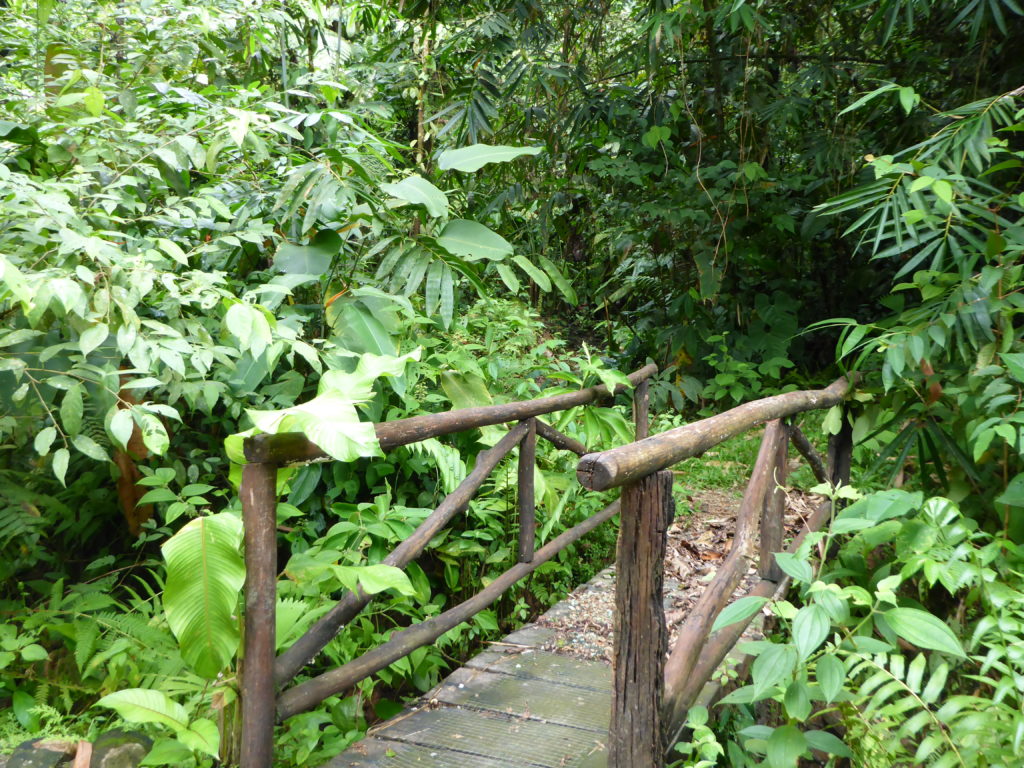 Eingang in den Regenwald