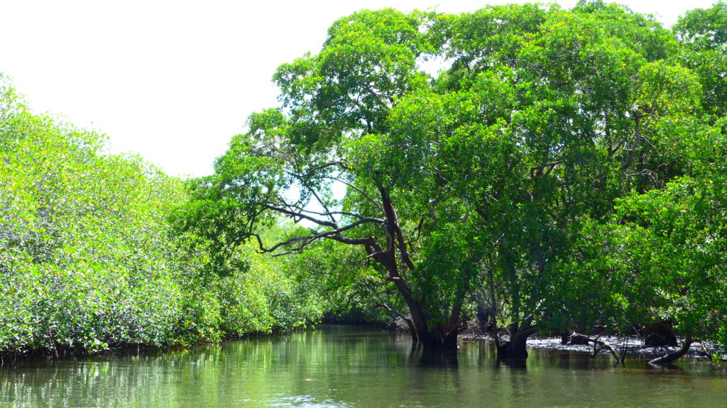 Bootsfahrt durch den Mangrovenwald