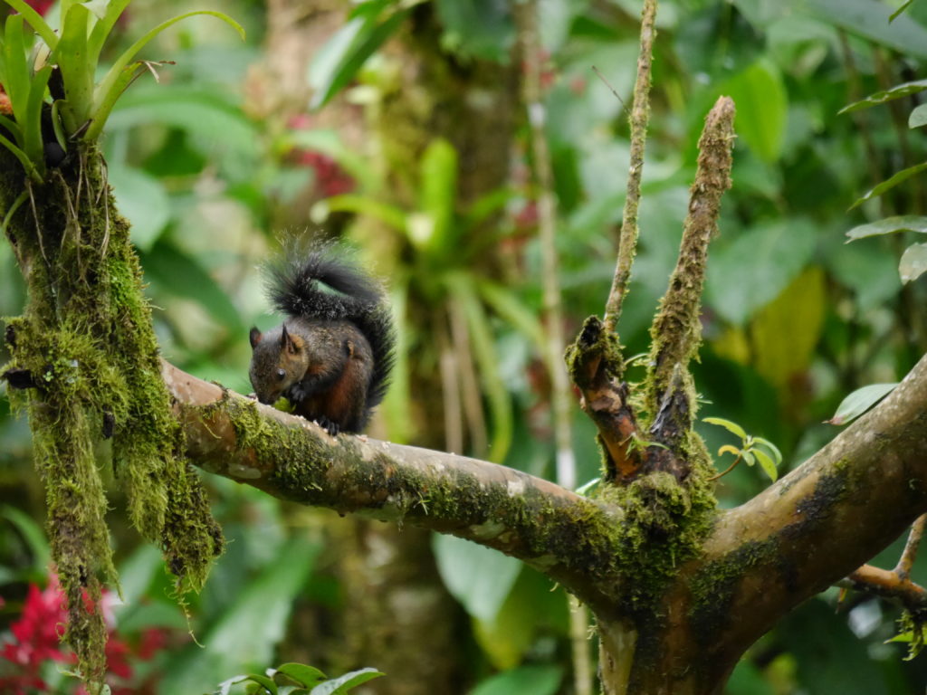auch im Regenwald gibt es Eichhörnchen