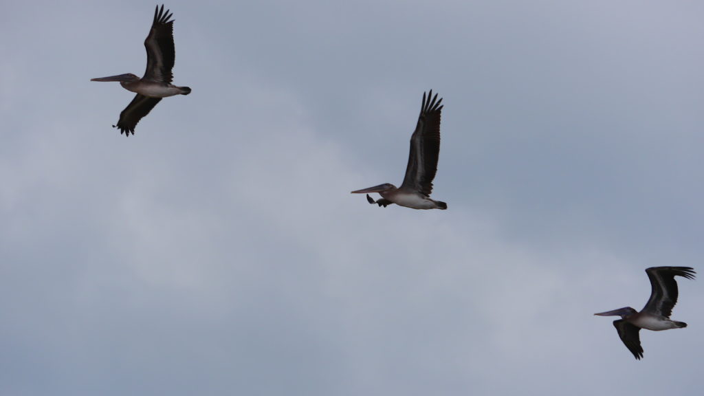 Pelikane im Anflug