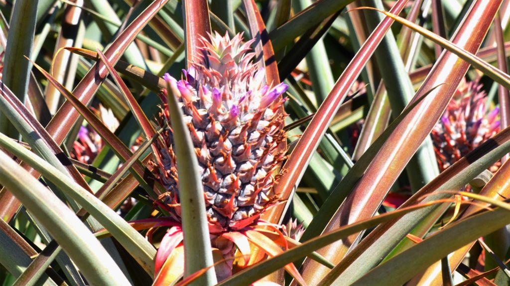 junge Ananas mit Blüten