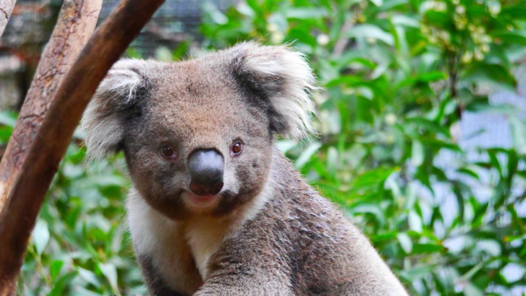 Der erste von diesen niedlichen Koala´s die ich gesehen habe 