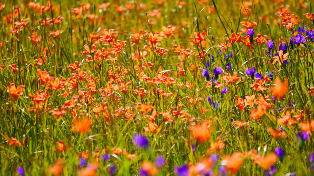 und natürlich Blumen überall