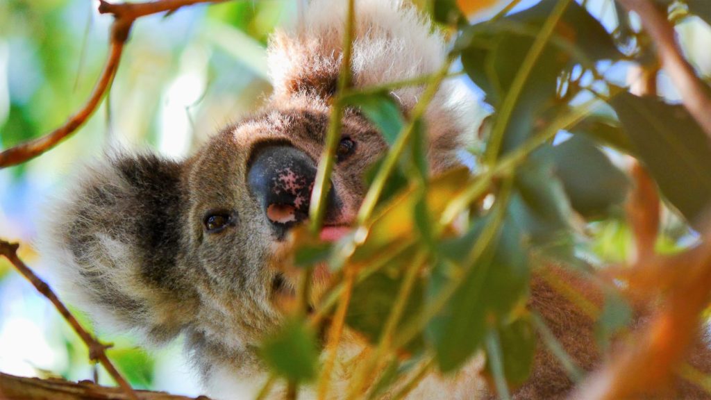 dieser kleine Koala war auch richtig neugierig