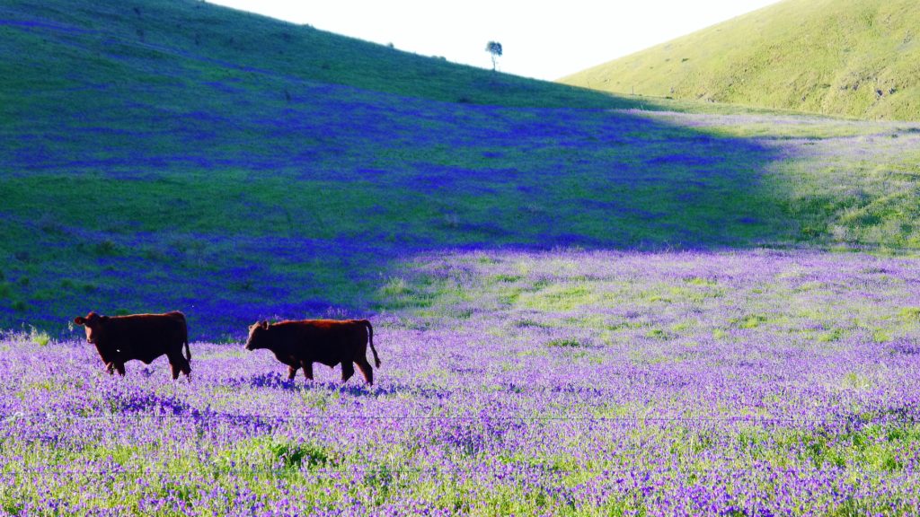 ob hier die Milka Kühe wachsen?