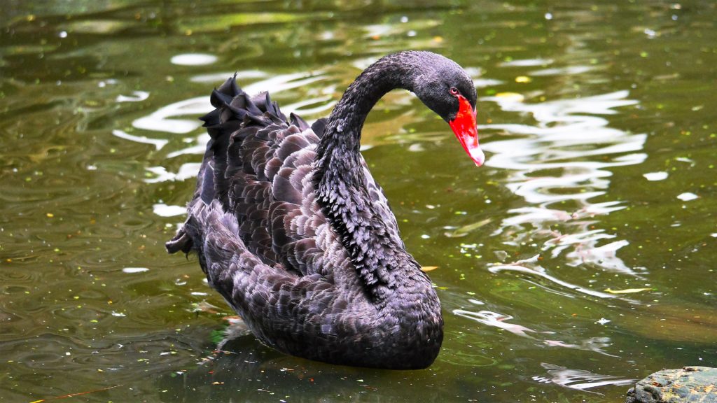 solche schwarze Schwäne haben wir in Australien auch viel gesehen