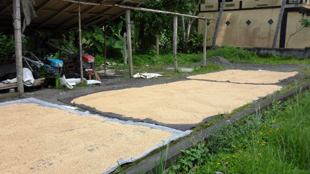 der Reis wird zum Trocknen einige Tage auf Planen ausgebreitet und immer wieder gewendet
