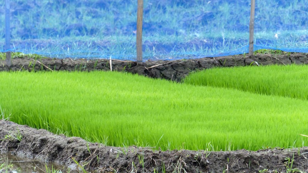 junge Reispflanzen