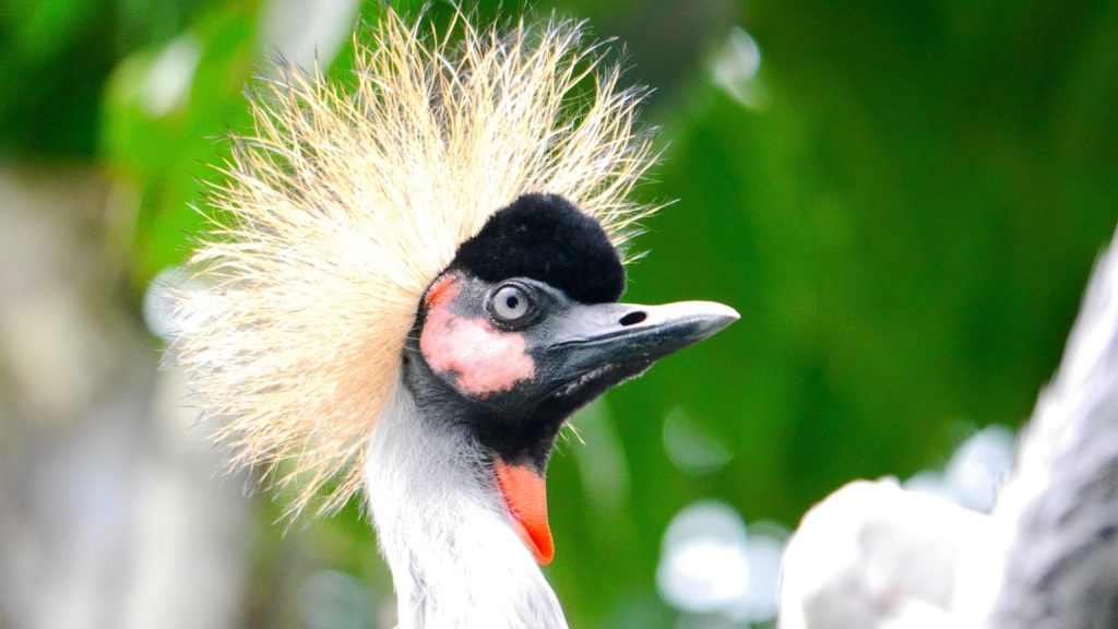 neue Frisur gefällig?