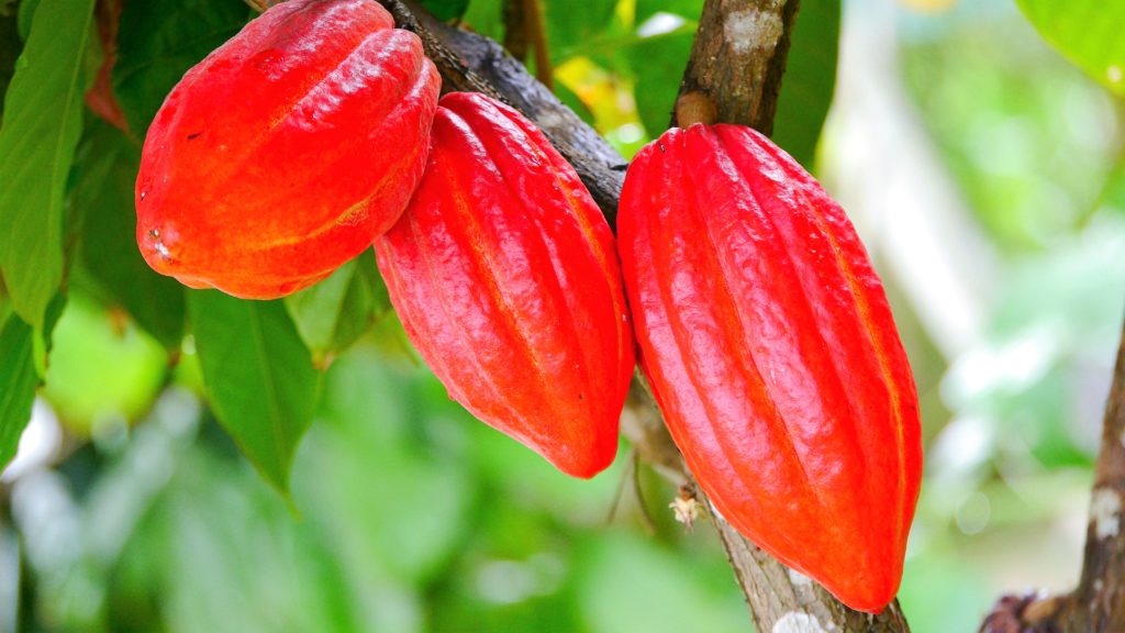 leuchtend rote Kakaobohnen
