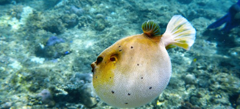 #zauberhafte Unterwasserwelt#Menjangan Island#