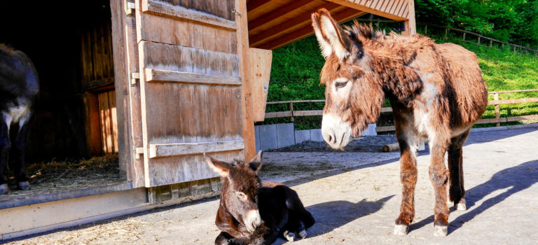 #Nachwuchs im Zoo#Doppelmayr Tiergarten#