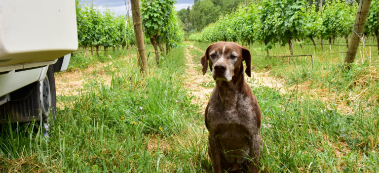 Ein Schweizer Weingut in Chile