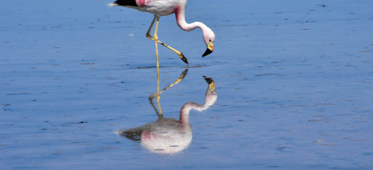 Silvester in San Pedro de Atacama