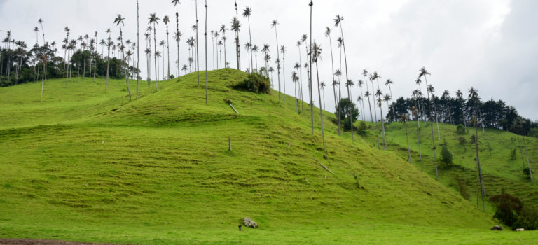 Valle de Cocora, Heimat der Wachspalmen