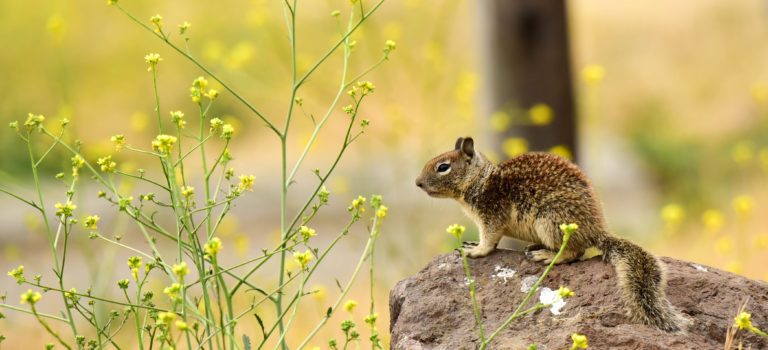 Wildlife in Malibu Creek – Santa Monica Mountains