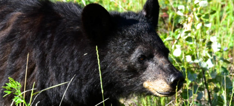 Coole Kneipen und Schwarzbären auf unserem Weg nach Dawson City