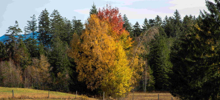 So schön ist der Herbst in Vorarlberg