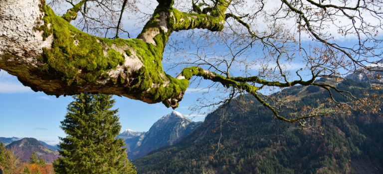 Zeitzeugen.. mehr als 400 Jahre alte Ahornbäume im Bregenzerwald