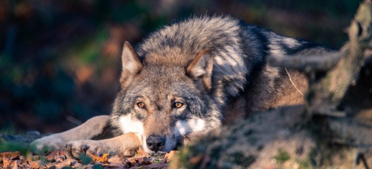 Wildpark Feldkirch