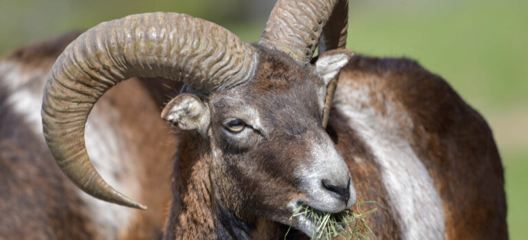 Abenteuer bei den Tieren im Wildpark Feldkirch