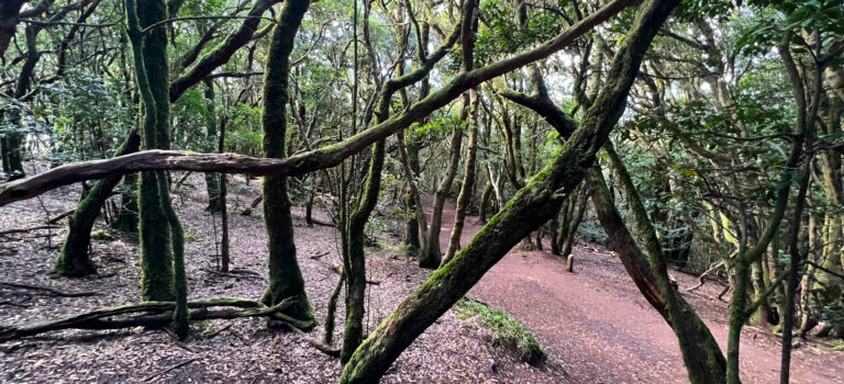 Camino de los Sentidos – ein mystischer Märchenwald